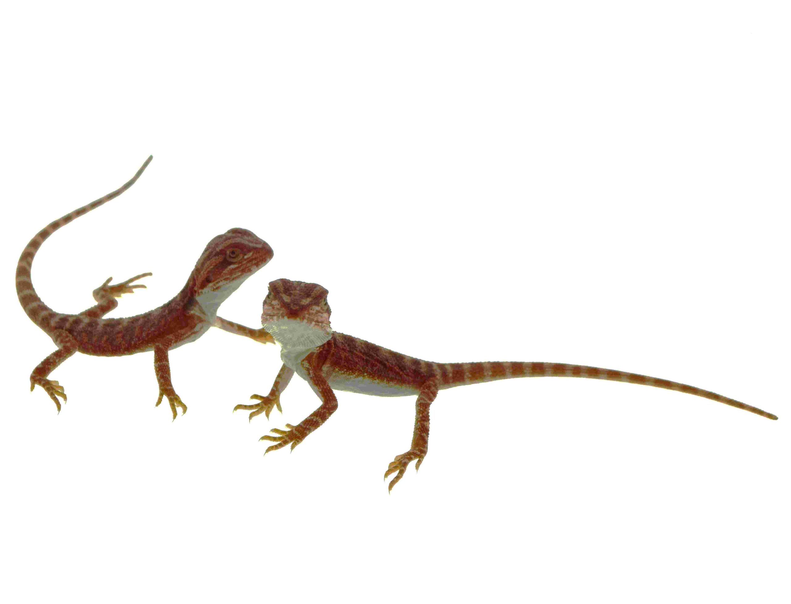 Bartagame / Pogona vitticeps (1.0) NZ05/2026 - Red Hypo Blue Tiger – Bild 2