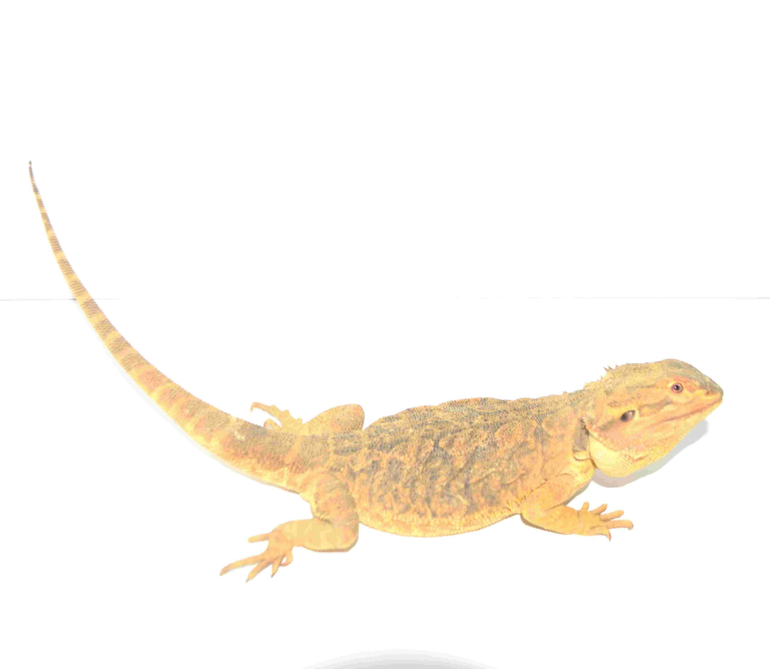 Bartagame / Pogona vitticeps (0.1) Adult NZ04/2025 Hypo Citrus (310g) – Bild 2