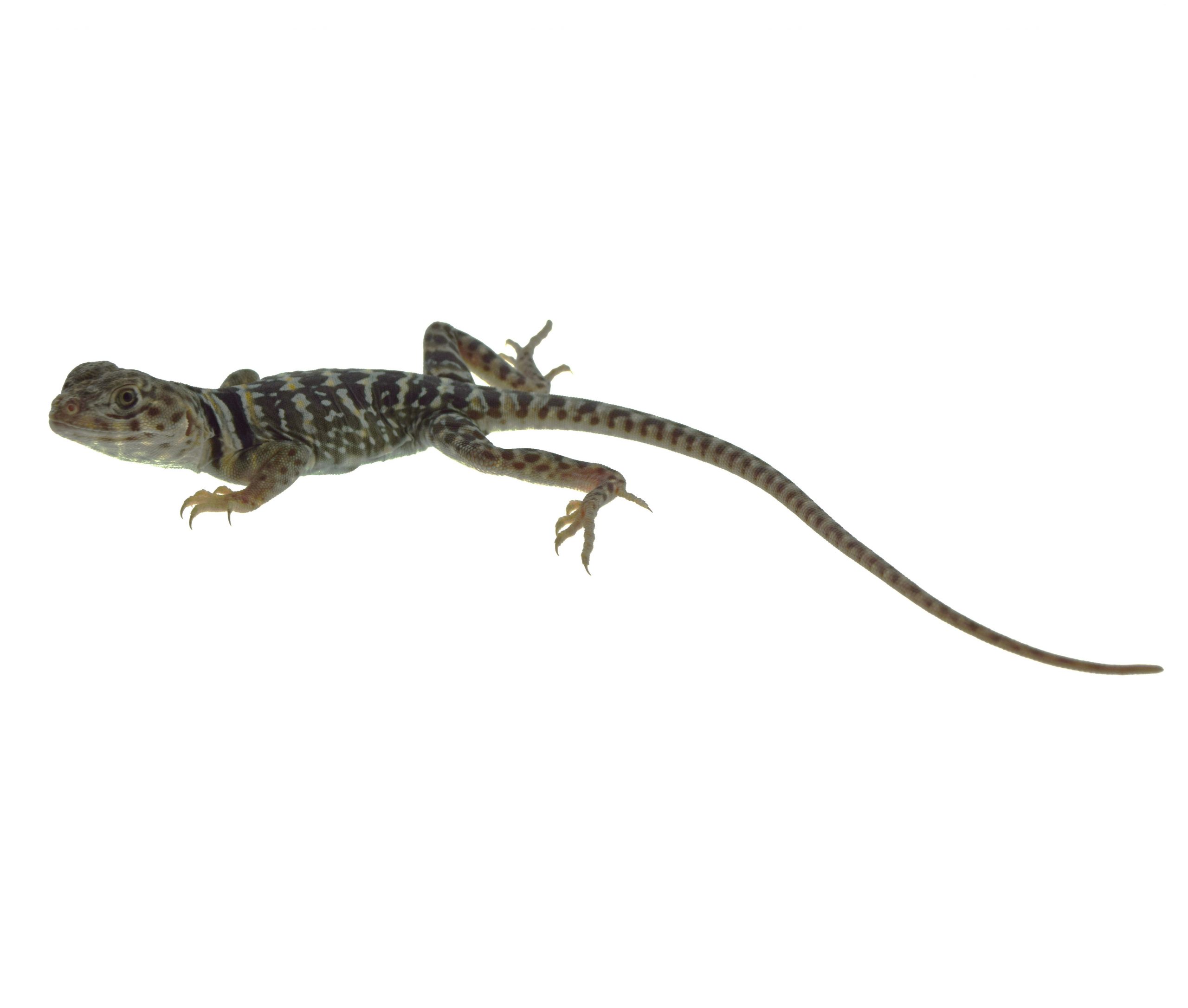 Halsbandleguan / Crotaphytus collaris (Paar 1.1) NZ2026 – Bild 2