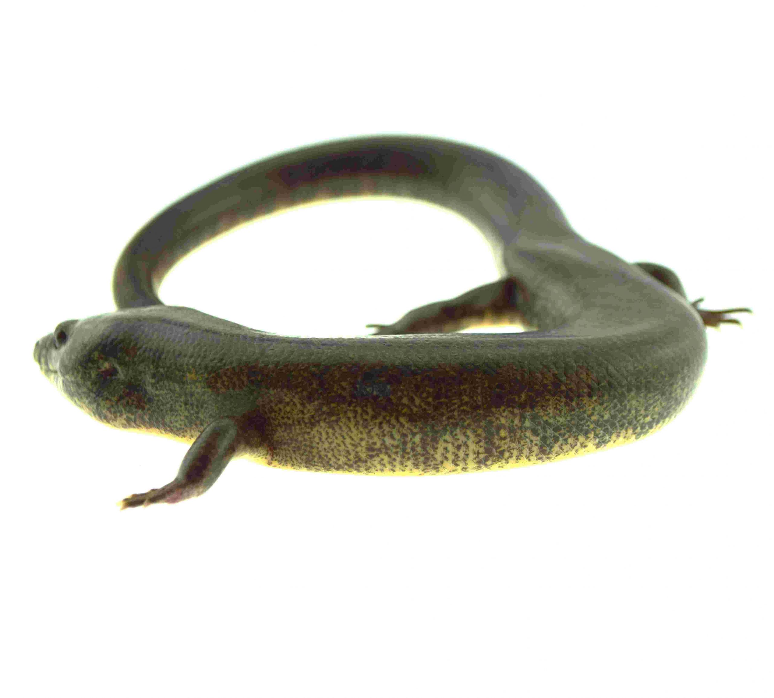 Madagaskar Wasserskink / Amphiglossus reticulatus (Paar 1.1) IMP 2025 - Adult – Bild 2