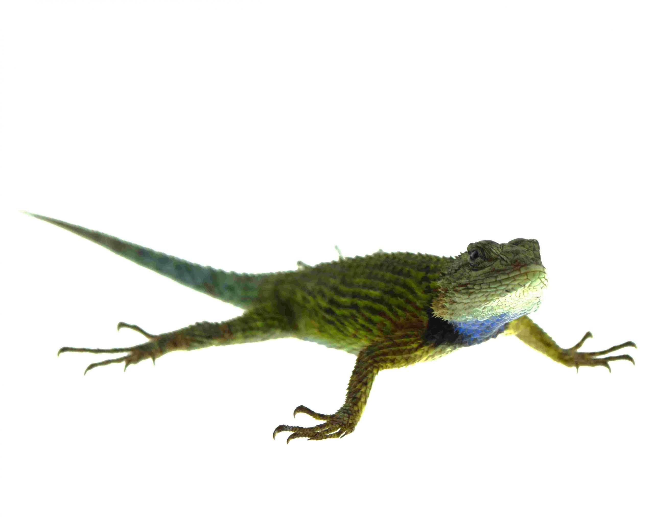 Malachit Stachelleguan / Sceloporus malachiticus (Paar 1.1) FNZ2025 - KRL: ca. 7cm – Bild 2