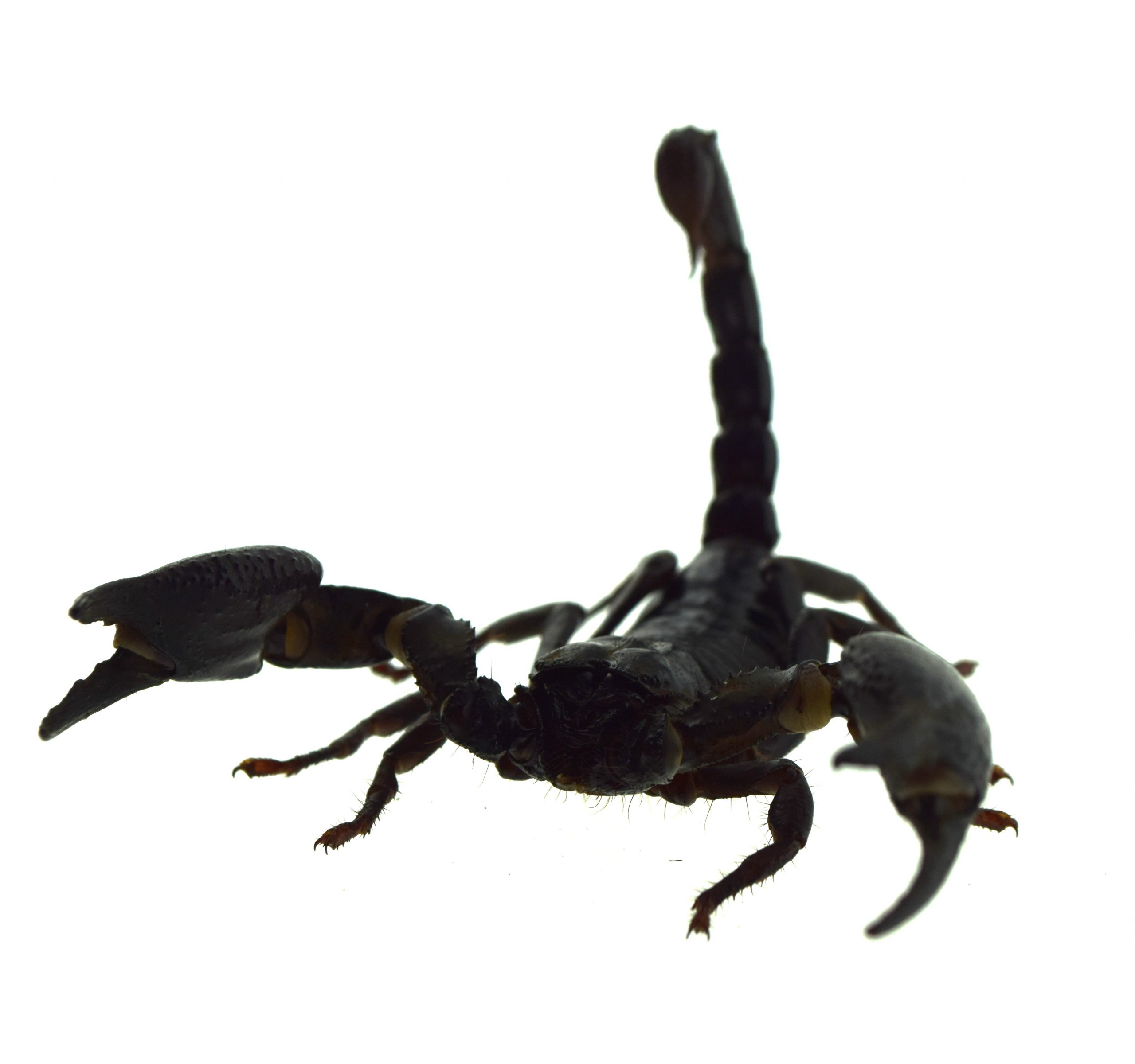 Schwarzer Asienskorpion / Heterometrus laoticus (unbestimmt) – Bild 2