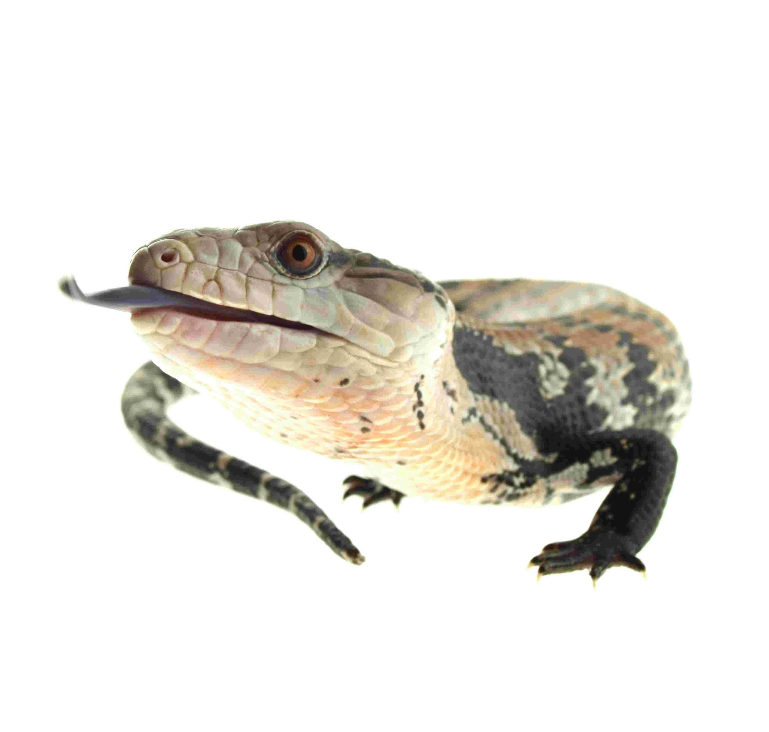 Indonesischer Blauzungenskink / Tiliqua gigas / Halmahera (0.0.1) – Bild 2